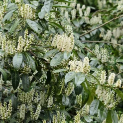 Schipka Cherry Laurel