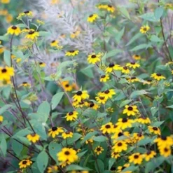 Brown-Eyed Susan (Rudbeckia) -Naty Plants Shop brown eyed susan 3