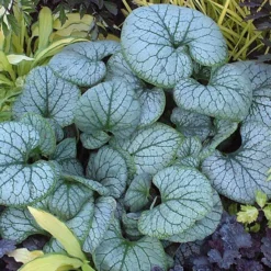 'Jack Frost' Siberian Bugloss -Naty Plants Shop brunnera jack frost 2