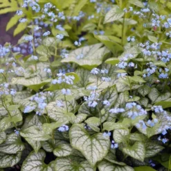 'Jack Frost' Siberian Bugloss