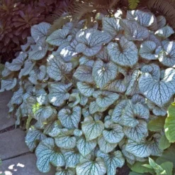 'Jack Frost' Siberian Bugloss -Naty Plants Shop brunnera jack frost 5