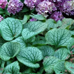'Jack Frost' Siberian Bugloss -Naty Plants Shop brunnera jack frost 6