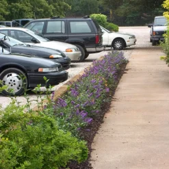 Lo & Behold® 'Blue Chip' Butterfly Bush -Naty Plants Shop buddleia lo behold blue chip 2 P