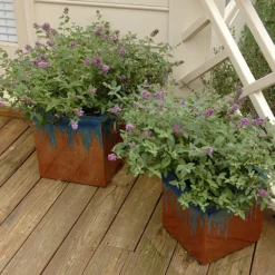 Lo & Behold® 'Blue Chip' Butterfly Bush -Naty Plants Shop buddleia lo behold blue chip 3 P