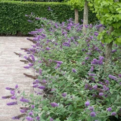 Lo & Behold® 'Blue Chip' Butterfly Bush -Naty Plants Shop buddleia lo behold blue chip 6 P