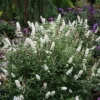 'Miss Pearl' Butterfly Bush