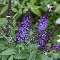Pugster BlueĀ® Butterfly Bush