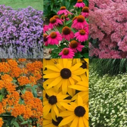 Butterfly Garden Collection