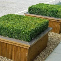 'Green Velvet' Boxwood 7 'Green Velvet' Boxwood -Naty Plants Shop buxus green velvet boxwood 4 sw