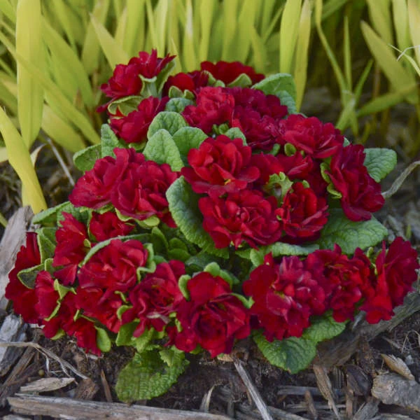 Belarina® Valentine Primrose 1 Belarina® Valentine Primrose