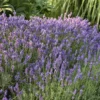 'Hidcote' Lavender