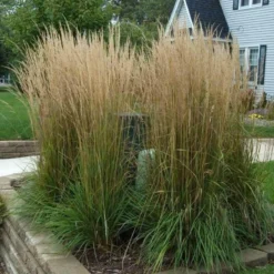 'Karl Foerster' Feather Reed Grass -Naty Plants Shop calamagrostis karl foerster feather reed grass 3 sw
