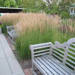 'Karl Foerster' Feather Reed Grass -Naty Plants Shop calamagrostis karl foerster feather reed grass 6 sw
