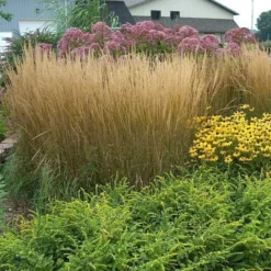'Karl Foerster' Feather Reed Grass -Naty Plants Shop calamagrostis karl foerster feather reed grass 8 sw