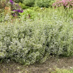 Calamint -Naty Plants Shop calamint catmint