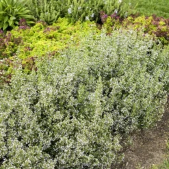 Calamint -Naty Plants Shop calamint catmint 4
