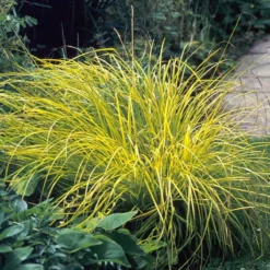 'Bowles Golden' Sedge -Naty Plants Shop carex bowles golden 3