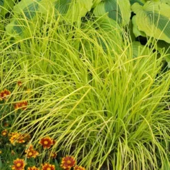 'Bowles Golden' Sedge -Naty Plants Shop carex bowles golden 5