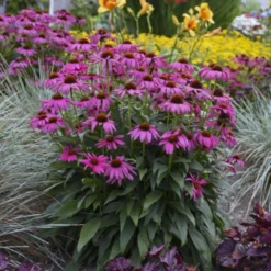 'Purple Emperor' Coneflower 5 'Purple Emperor' Coneflower -Naty Plants Shop cceea3f0f81c56f7094f90475b0e60e8