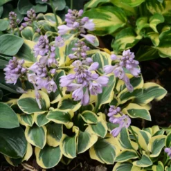 'Mini Skirt' Hosta -Naty Plants Shop cd02831323a883976c9dc71c4e164c72