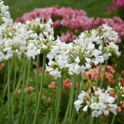 'Galaxy White' Lily-of-the-Nile -Naty Plants Shop cd9a563fad8527ae218cd8477160ffca