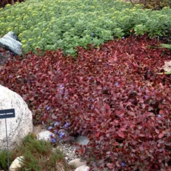 Hardy Plumbago -Naty Plants Shop ceratostigma plumbaginoides plumbago 2 sw