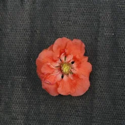 Double Take Peach™ Flowering Quince -Naty Plants Shop chaenomeles double take peach 2 P sw