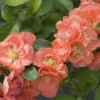 Double Take Peach™ Flowering Quince