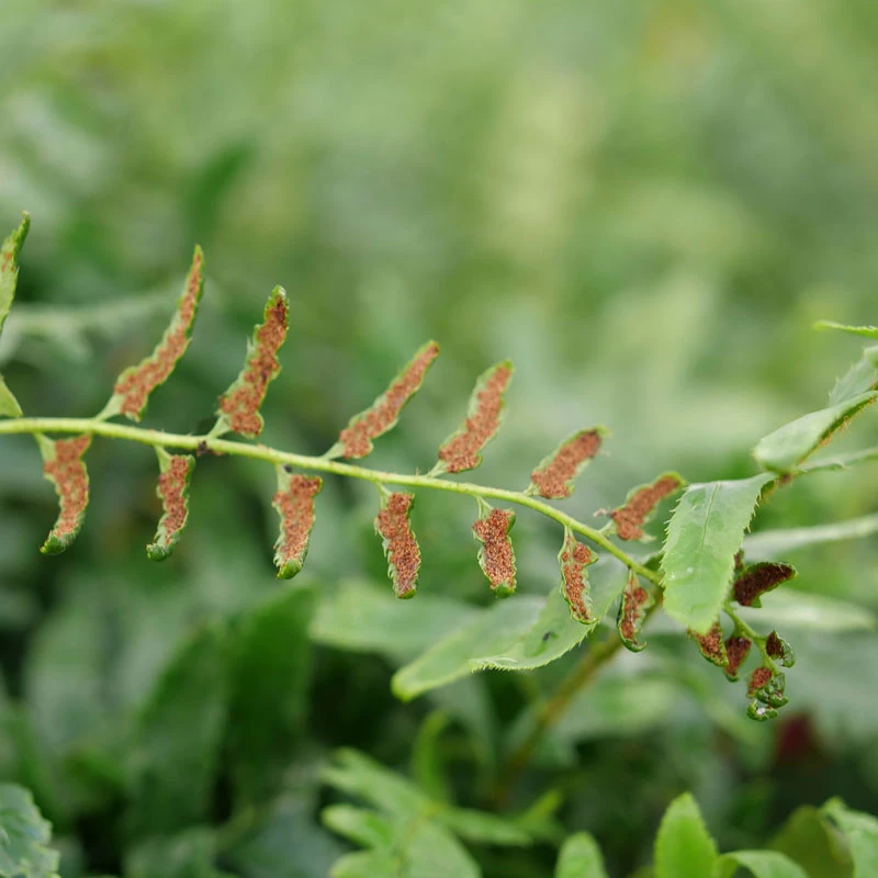Christmas Fern 2 Christmas Fern - Image 2
