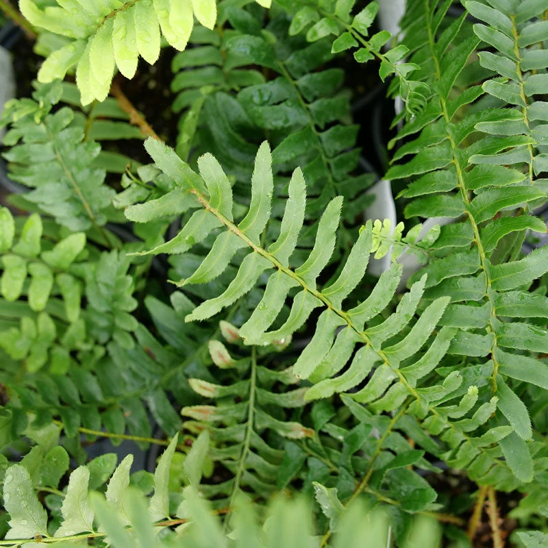 Christmas Fern 3 Christmas Fern - Image 3