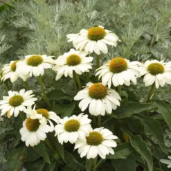 Color Coded™ 'The Price Is White' Coneflower -Naty Plants Shop color coded the price is white coneflower 2