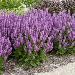 Color Spires® 'Back To The Fuchsia' Salvia -Naty Plants Shop color spires back to the fuchsia salvia 1