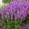 Color Spires® 'Back To The Fuchsia' Salvia
