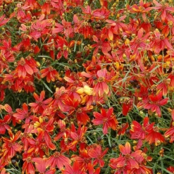 'Ladybird' Tickseed -Naty Plants Shop coreopsis ladybird 4