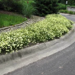 'Moonbeam' Tickseed -Naty Plants Shop coreopsis moonbeam 3