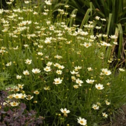 'Star Cluster' Tickseed -Naty Plants Shop coreopsis tickseed starcluster 3