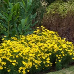 'Zagreb' Tickseed -Naty Plants Shop coreopsis zagreb 2