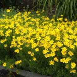 'Zagreb' Tickseed -Naty Plants Shop coreopsis zagreb 5