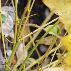 Arctic Fire® Yellow Red-Twig Dogwood -Naty Plants Shop cornus arctic fire yellow 4 P ee90fd47 1fcf 4740 921c 469de2455d08 sw