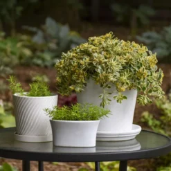 Rock 'N Low® 'Boogie Woogie' Stonecrop -Naty Plants Shop d3cd897800e43dca44f8755ed4acdc97