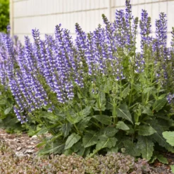 Color Spires® 'Azure Snow' Salvia -Naty Plants Shop d72847b716a03f1ce7cd21980164359a