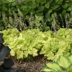 'Twist Of Lime' Coral Bells -Naty Plants Shop ddc6f38a00a91ce949b62bf2fd3b18c3