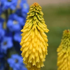 Pyromania™ 'Solar Flare' Red Hot Poker -Naty Plants Shop de214c737f2a92428fcd66aab707e623