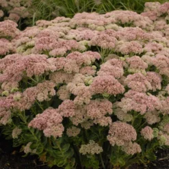 'Autumn Joy' Stonecrop 8 'Autumn Joy' Stonecrop -Naty Plants Shop de69846fdf2fa3b3d9337b8dfc0a45ae