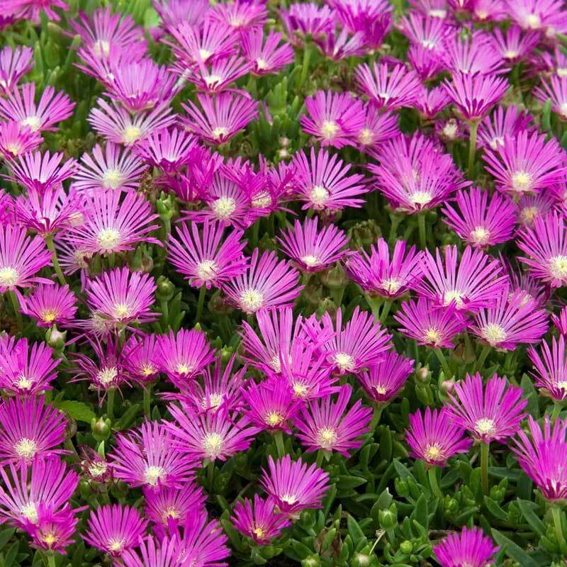 Pink Ice Plant 1 Pink Ice Plant
