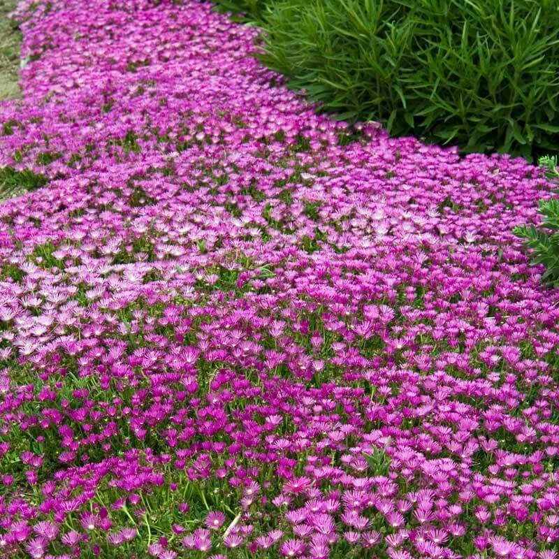 Pink Ice Plant 2 Pink Ice Plant - Image 2