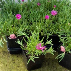 Pink Ice Plant 7 Pink Ice Plant -Naty Plants Shop delosperma cooperi ice plant 4 sw