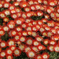 Front Page -Naty Plants Shop delosperma hot cakes tangerine tango 1 P sw