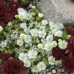 'Jewel Of Desert Moonstone' Ice Plant -Naty Plants Shop delosperma jewel of desert moonstone 3 sw