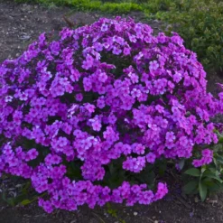 'Cloudburst' Tall Cushion Phlox -Naty Plants Shop df9bbd10b5a8891ac88a541b74934d87